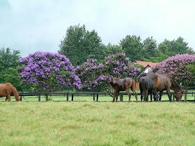 Haras Cinematográfico em Porto Feiiz 