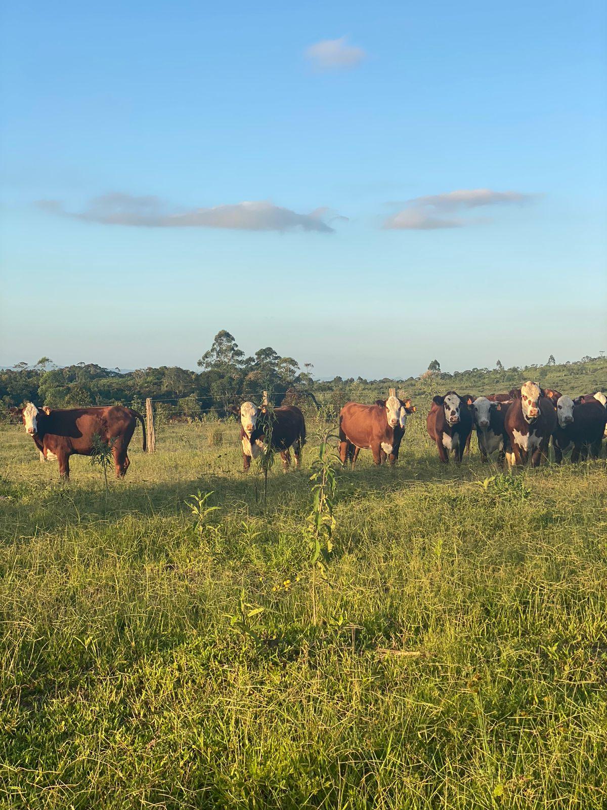 Fazenda em rodeio sc