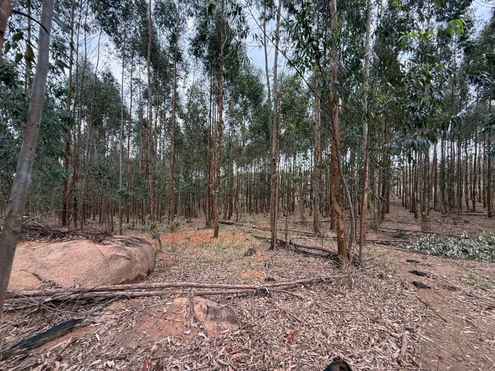 Fazenda - Itu/SP | Eucalipto em produção e base fundiária de grande porte